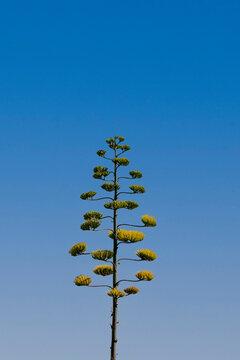 Arbol verde extra&ntilde;o con cielo celete