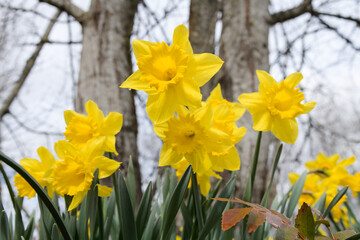 Obraz premium Daffodil flowers in closeup growing in woodland with yellow trumpets viewed from below