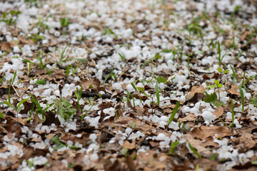 Spring Hail Storm With Green Shoots Poking Through Hail And Brown Leaves