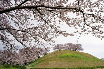 古墳公園の春に映える満開の桜