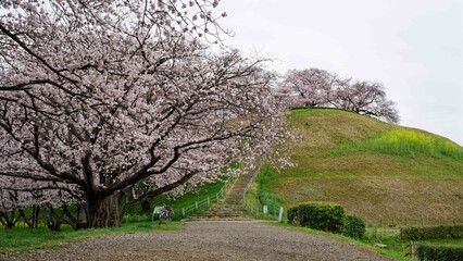Fototapeta na wymiar 古墳公園の春に映える満開の桜