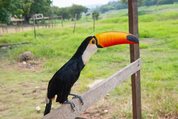 Selbstklebende Fototapeten toucan bird with orange beak. photo of toucan with beak outside. toucan with beak outdoor. © be free