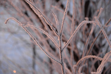 frost on the grass