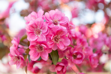 blossoming sakura blossom, selective focus. blossoming sakura blooming on branch.