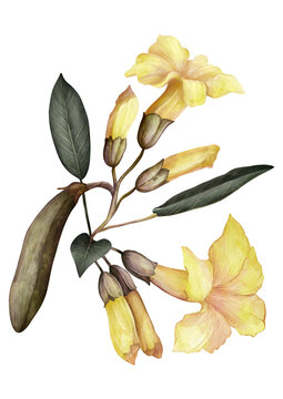 Fototapeta Yellow Tabebuia flower botanical drawing