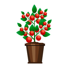 red pot tomatoes. Botanical illustration. Vector illustration.