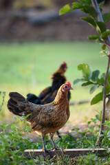 Gamecocks Thailand beautiful walk in the meadow