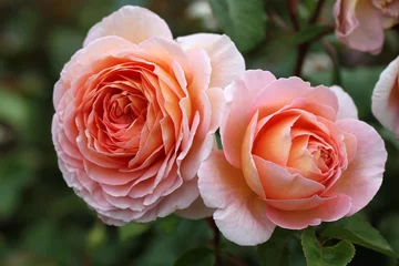 Deurstickers Abraham Darby (Auscot).  A beautiful English rose bred by David Austin. © Gary @ rosepix