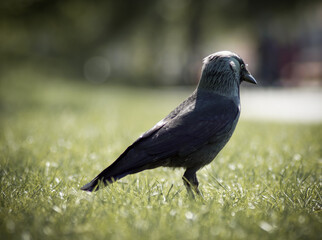 crow on the grass
