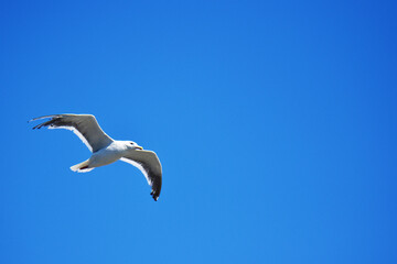 カモメと夏の青空