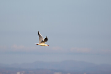 夕暮れの街を低く飛ぶユリカモメ