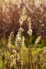 晩秋の夕方のススキ