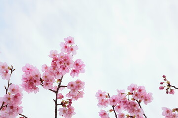 満開の陽光桜