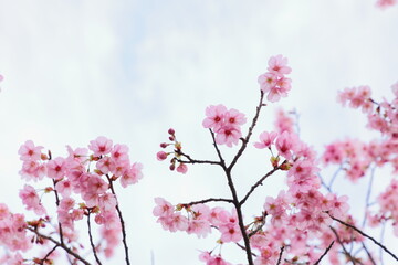 満開の陽光桜