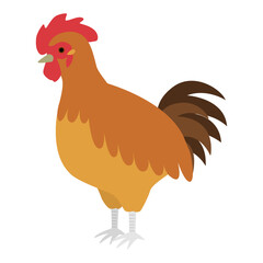 名古屋コーチンのイラスト