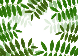 green leaf, white color background. Decorate for ad, poster, template print, artwork