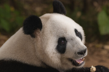 Obraz premium A giant panda sitting on a rock, portrait