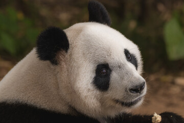 Fototapeta premium Image of a panda on nature background. Wild Animals.