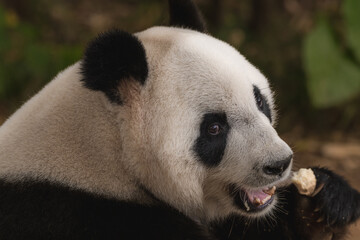 Fototapeta premium Pandas enjoying their bamboo breakfast in Chengdu Research Base, China