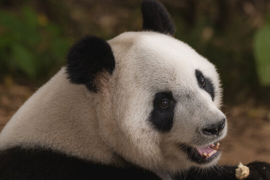 Image of a panda on nature background. Wild Animals.