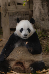 Obraz premium Giant Panda Bear Eating Bamboo at the Zoo eating bamboo. Selective focus.
