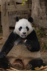 Obraz premium Giant panda (Ailuropoda melanoleuca) eating bamboo, vertical full body portrait