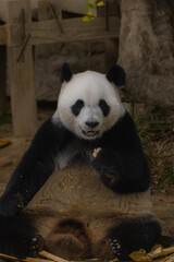 Giant Panda eating on its back (Chengdu Research Base of Giant Panda), Sichuan, China