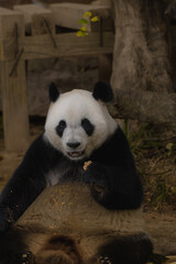 Giant panda bear eating bamboo laying on its back