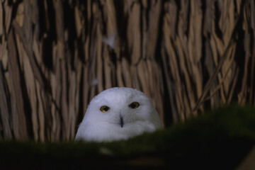 Yellow eyes of white snowy owl close up on a black background.