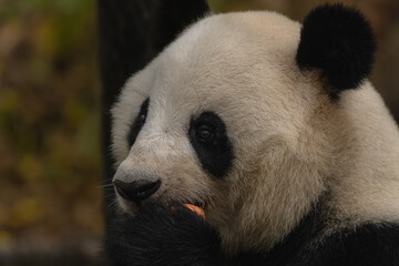 Fototapeta premium Giant panda bear enjoys eating bamboo with eyes closed, close up portrait