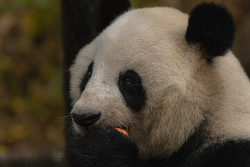 Giant panda bear enjoys eating bamboo with eyes closed, close up portrait
