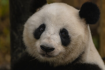 Obraz premium Giant Panda Face Close-up, Chengdu, China