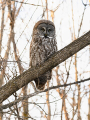 Great Gray Owl portrait on tree branch in winter