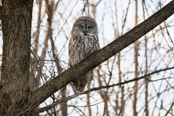 Great Gray Owl portrait on tree branch in winter