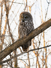 Great Gray Owl portrait on tree branch in winter