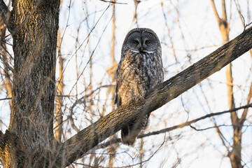 Great Gray Owl portrait on tree branch in winter