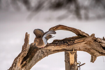 dove flying