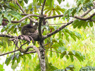 Three-toed sloth foraging in tree