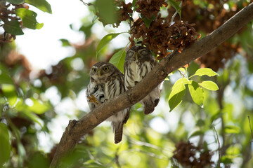 Descanso
Glaucidium blasilianum (Macho y hembra)