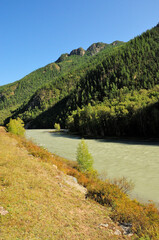 Young birches and bushes on the high bank of a beautiful river flowing at the foot of a high mountain overgrown with dense coniferous forest.