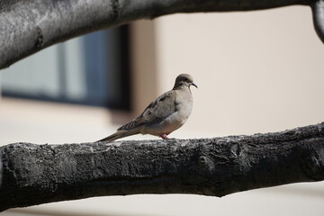A mourning dove stands on a tree branch on a sunny day