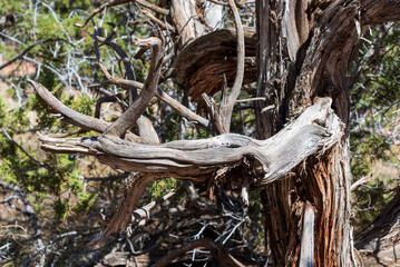 Landscape in the Colorado National Monument above the Grand Valley in western Colorado