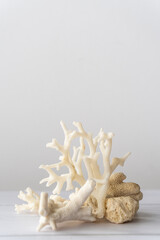 Obraz na płótnie Canvas Assortment of Sea Coral on Table