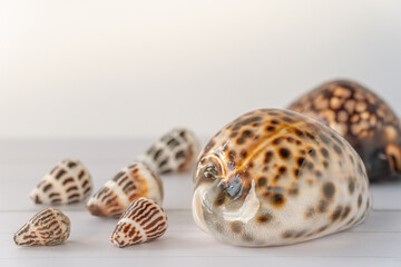 Shiny Tropical Shells on Table