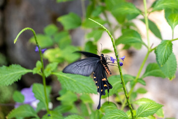 花の蜜を吸うジャコウアゲハ