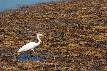 湿地を歩く一羽のシラサギ