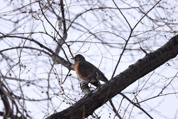American Robin in tree 