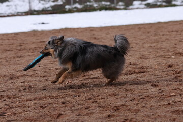 border collie dog with frisbee