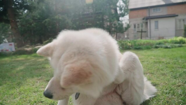 White dog akita inu scratching in slow motion on a sunny day