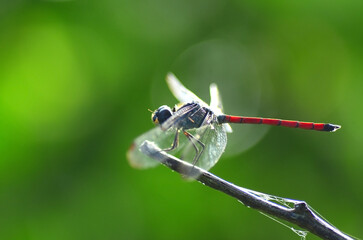 dragonfly on a green leaf